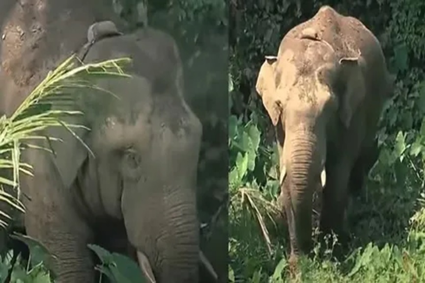 tanneer komban tanneer komban