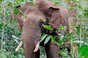 wild elephant attack palakkad