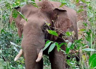 wild elephant attack palakkad