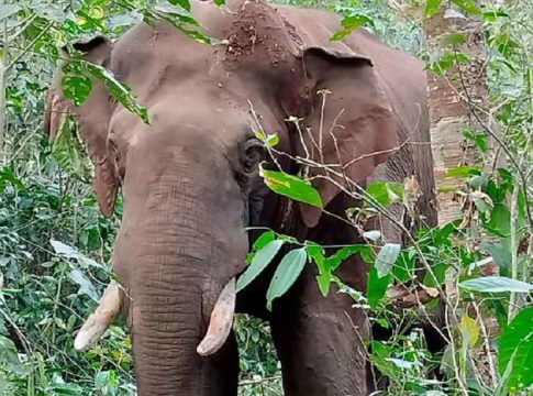 തൃശൂരിൽ കാട്ടാന ആക്രമണത്തിൽ വയോധികൻ കൊല്ലപ്പെട്ടു Wild Elephant Attack