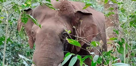 Wild Elephant Attack