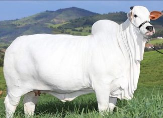 ഇത് ഇന്ത്യക്കാരി പശു; ബ്രസീലിൽ വിറ്റ വില കേട്ടാൽ ഞെട്ടും! cow