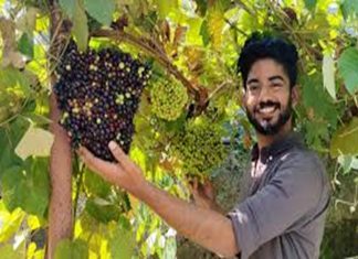 ഒരു കുലയിൽ നാലുകിലോ തൂക്കമുള്ള മുന്തിരിക്കുല; റെക്കോർഡ് നേടി ആഷൽ ashelashel