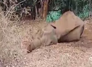 elephant death