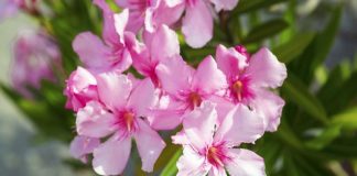 oleander-flower