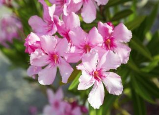 വിഷാംശം; ക്ഷേത്രങ്ങളിൽ പ്രസാദത്തിനും നിവേദ്യത്തിനും അരളിപ്പൂ ഒഴിവാക്കി oleander-flower