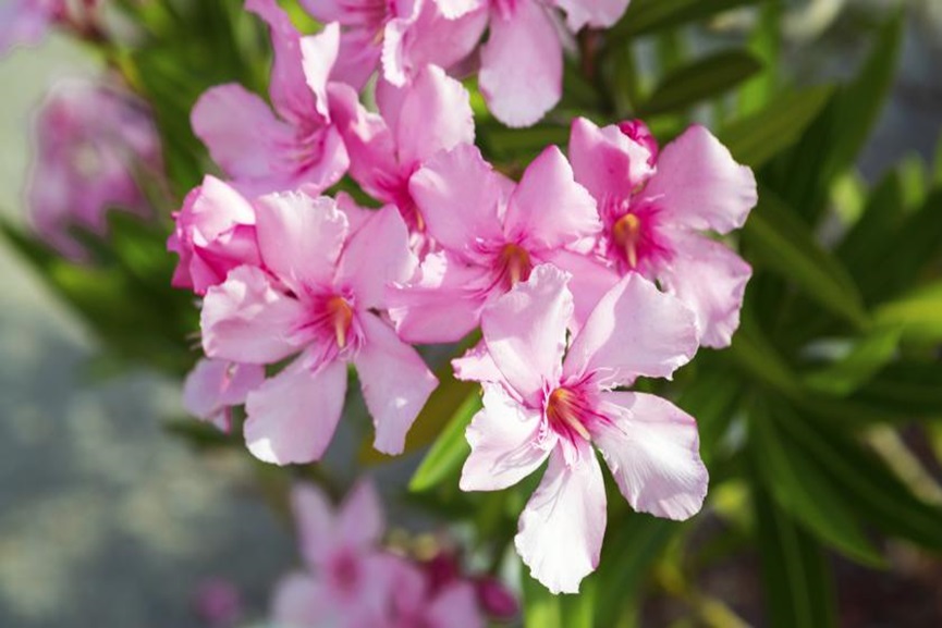 oleander-flower oleander-flower