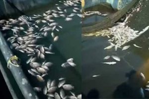 Mass fish death