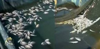 Mass fish death