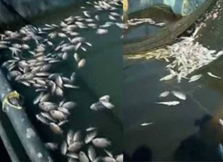 Mass fish death