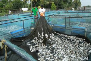 mass fish death