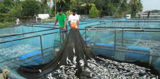 mass fish death