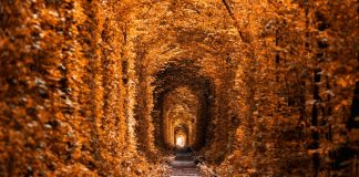 tunnel-of-love