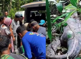 കാണാതായ യുവതിയെ കണ്ടെത്തിയത് പെരുമ്പാമ്പിന്റെ വയറ്റിൽ നിന്ന്! ഞെട്ടലിൽ നാട്ടുകാർ SNAKE