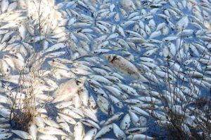 Mass fish Death in Periyar River