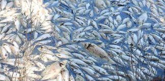 Mass fish Death in Periyar River