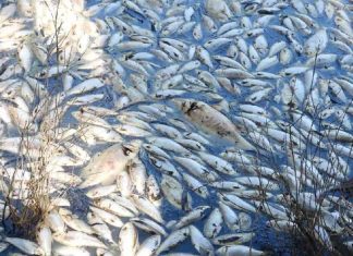 Mass fish Death in Periyar River
