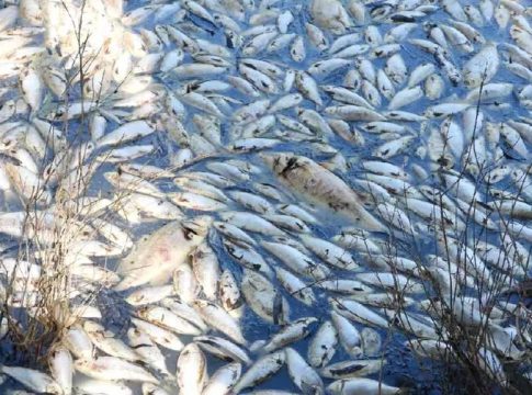 Mass fish Death in Periyar River