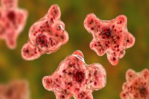 Amoeba disease