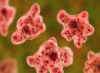 അമീബിക് മസ്തിഷ്ക ജ്വരം ബാധിച്ച മലപ്പുറം സ്വദേശിനിക്ക് രോഗമുക്തി Amoeba disease