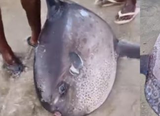 2000 കിലോഗ്രാം ഭാരം, ഒറ്റയടിക്ക് 30 കോടി മുട്ട; വിഴിഞ്ഞത്ത് അപൂർവ കാഴ്ചയായി സൂര്യമൽസ്യം sun fish in vizhinjam