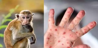 Monkey FeverMonkey Fever