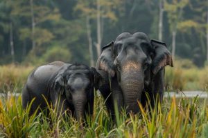 Wild Elephants in Malappuram