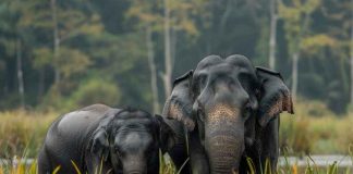 Wild Elephants in Malappuram