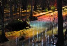 rainbow swamp
