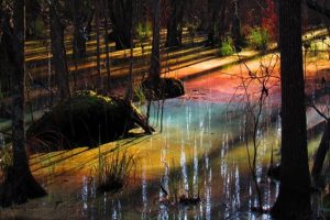 rainbow swamp