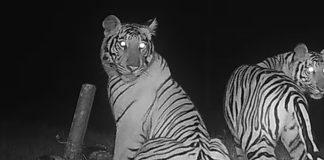 tiger anappara