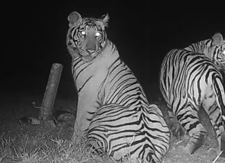 ആനപ്പാറയിൽ രണ്ട് കടുവകളുടെ ദൃശ്യങ്ങൾ ക്യാമറയിൽ; ഭീതിയോടെ നാട്ടുകാർ tiger anappara