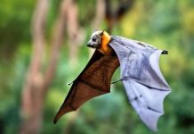 bats