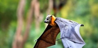 മലപ്പുറത്ത് വവ്വാലുകൾ കൂട്ടത്തോടെ ചത്തു; സാമ്പിളുകൾ പരിശോധനക്കയച്ചു bats