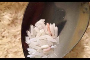 rice