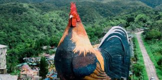 നിന്ന നിൽപ്പിൽ ഗിന്നസ് ബുക്കിൽ കയറിയ കോഴി! ഇതാണ് മക്കളെ ‘കോഴിക്കെട്ടിടം’ Rooster Hotel