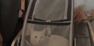 വിദേശത്ത് നിന്ന് കൊച്ചിയിലേക്ക് പറന്നെത്തി ‘ഇവ’ എന്ന പൂച്ചക്കുട്ടി; കേരളത്തിലാദ്യം cat