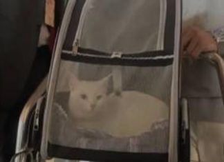 cat