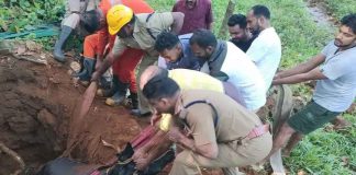 Thodupuzha Fire Force rescued 3 animals
