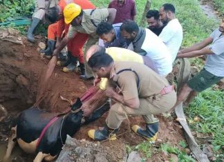 രക്ഷകരായി തൊടുപുഴ ഫയർഫോഴ്സ്; കിണറുകളിൽപെട്ട 3 മൃഗങ്ങളെ രക്ഷപ്പെടുത്തി Thodupuzha Fire Force rescued 3 animals