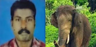 Wild Elephant Kills Man in Kuttampuzha