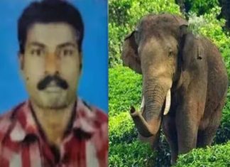 യുവാവിനെ കാട്ടാന ചവിട്ടിക്കൊന്ന സംഭവം; കോതമംഗലത്തും കുട്ടമ്പുഴയിലും ഇന്ന് ഹർത്താൽ Wild Elephant Kills Man in Kuttampuzha
