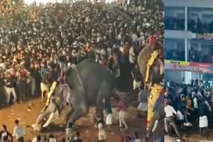 Elephant Turned Violent