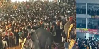 Elephant Turned Violent