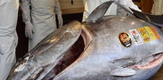 ഇതൊരു ഒന്നൊന്നര ചൂര തന്നെ, ജപ്പാനിൽ വിറ്റത് റെക്കോർഡ് രൂപയ്ക്ക് tuna fish jappan