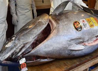 tuna fish jappan