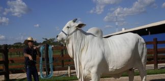 ബ്രസീലിൽ 40 കോടി രൂപയ്ക്ക് വിറ്റു; നെല്ലോർ പശു ഒടുവിൽ ഗിന്നസ് ബുക്കിൽ nellore cow