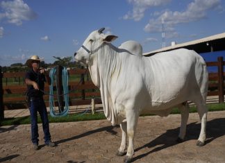 nellore cow