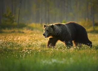 തേൾപാറയിൽ ജനവാസ മേഖലയിലിറങ്ങിയ കരടി കൂട്ടിൽ; ഉന്നതതല യോഗം ഇന്ന് bear