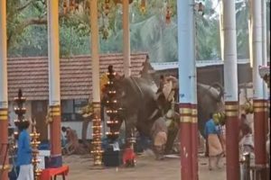 elephant turns violent